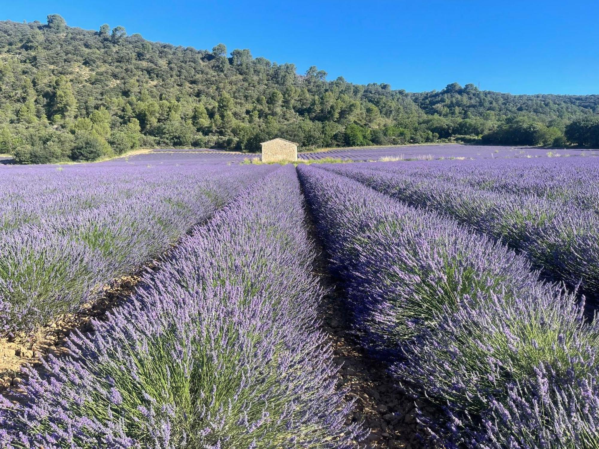 Coeur De Provence Appartement Gréoux-les-Bains Buitenkant foto